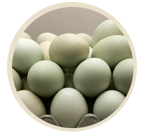 avicola producto2