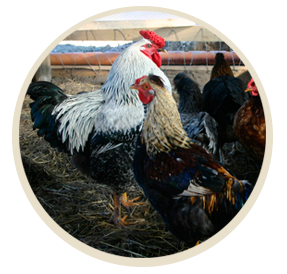 avicola producto4