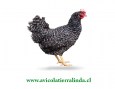gallina