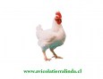 pollo-grande