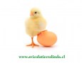 pollos